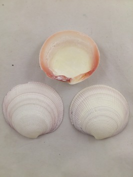 Codakia Tigerina 1 kg